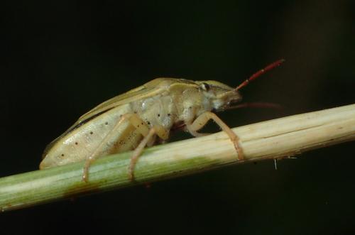 Réf. 287 289 : Aelia acuminata